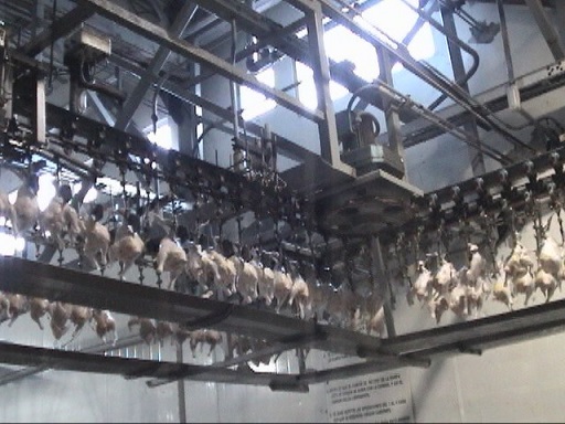 Plantas Procesadoras de Aves